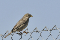 Emberiza calandra